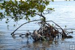 Plastic in mangrove tree Plastic in mangrove tree