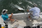 Tarpon subdued Tarpon subdued