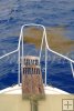 Sargassum ahead Sargassum ahead