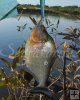 Piranha, Cinaruco River Piranha, Cinaruco River