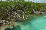 Young mangrove trees, Yucatan Young mangrove trees, Yucatan