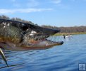 Chain pickerel Chain pickerel