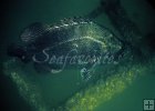 Tripletail underwater oil rig Tripletail underwater oil rig