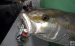 Amberjack metal jig Amberjack metal jig
