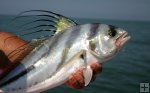 Closeup of roosterfish Closeup of roosterfish