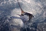White marlin White marlin