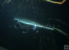 Gar underwater Gar underwater