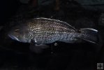 Black seabass underwater Black seabass underwater