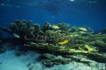 Coral underwater Coral underwater