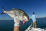 Bluefish on jig Bluefish on jig