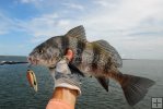 Puppy drum at the jetties Puppy drum at the jetties