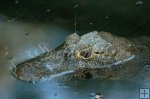 Caiman Caiman