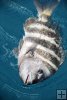 Sheepshead on top Sheepshead on top
