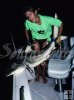 Blacktip shark Blacktip shark