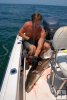 Speared cobia Speared cobia