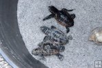 Three baby loggerheads Three baby loggerheads