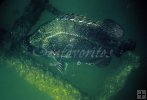 Tripletail underwater oil rig Tripletail underwater oil rig