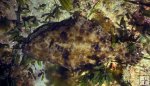 Gulf flounder underwater Gulf flounder underwater