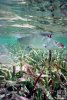 Bonefish and mangrove shoot Bonefish and mangrove shoot