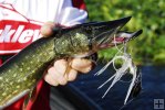 Chain pickerel and spinner bait Chain pickerel and spinner bait