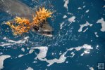 Kingfish and sargassum-2 Kingfish and sargassum-2