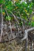 Red mangrove trees Red mangrove trees