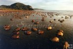 Olive Ridley turtle arribada Olive Ridley turtle arribada