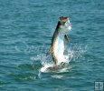 Tarpon Jumper Tarpon Jumper
