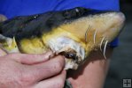 Shortnose Sturgeon Shortnose Sturgeon