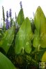 Pickerel Weed-2 Pickerel Weed-2