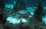 Nesting tilapia underwater Nesting tilapia underwater