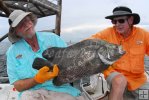 Side view of tripletail Side view of tripletail