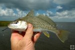 Croaker in hand Croaker in hand