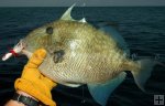 Gray triggerfish Gray triggerfish