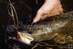 Spotted seatrout Spotted seatrout