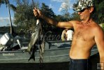 Stringer of striped mullet Stringer of striped mullet