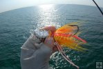 Cobia jig Cobia jig
