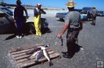 Texas game warden measures fish Texas game warden measures fish