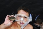 Scallops found by young snorkelers Scallops found by young snorkelers