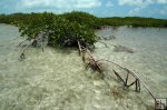 Mangrove tree branching out in saltwater Mangrove tree branching out in saltwater