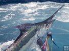 Blue Marlin Blue Marlin