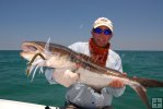 Keeper cobia Keeper cobia