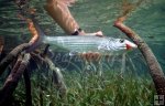 Bonefish in mangrove roots Bonefish in mangrove roots