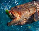 Tiger grouper Tiger grouper