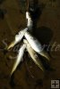 Primitive stringer, striped mullet Primitive stringer, striped mullet