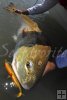 Bull redfish and soft plastic bait Bull redfish and soft plastic bait