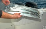 Ribbon fish Ribbon fish