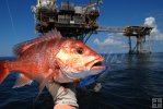 Red snapper, oil rig Red snapper, oil rig