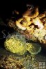Goliath grouper Goliath grouper