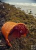 Sargassum, shrimpboat basket Sargassum, shrimpboat basket